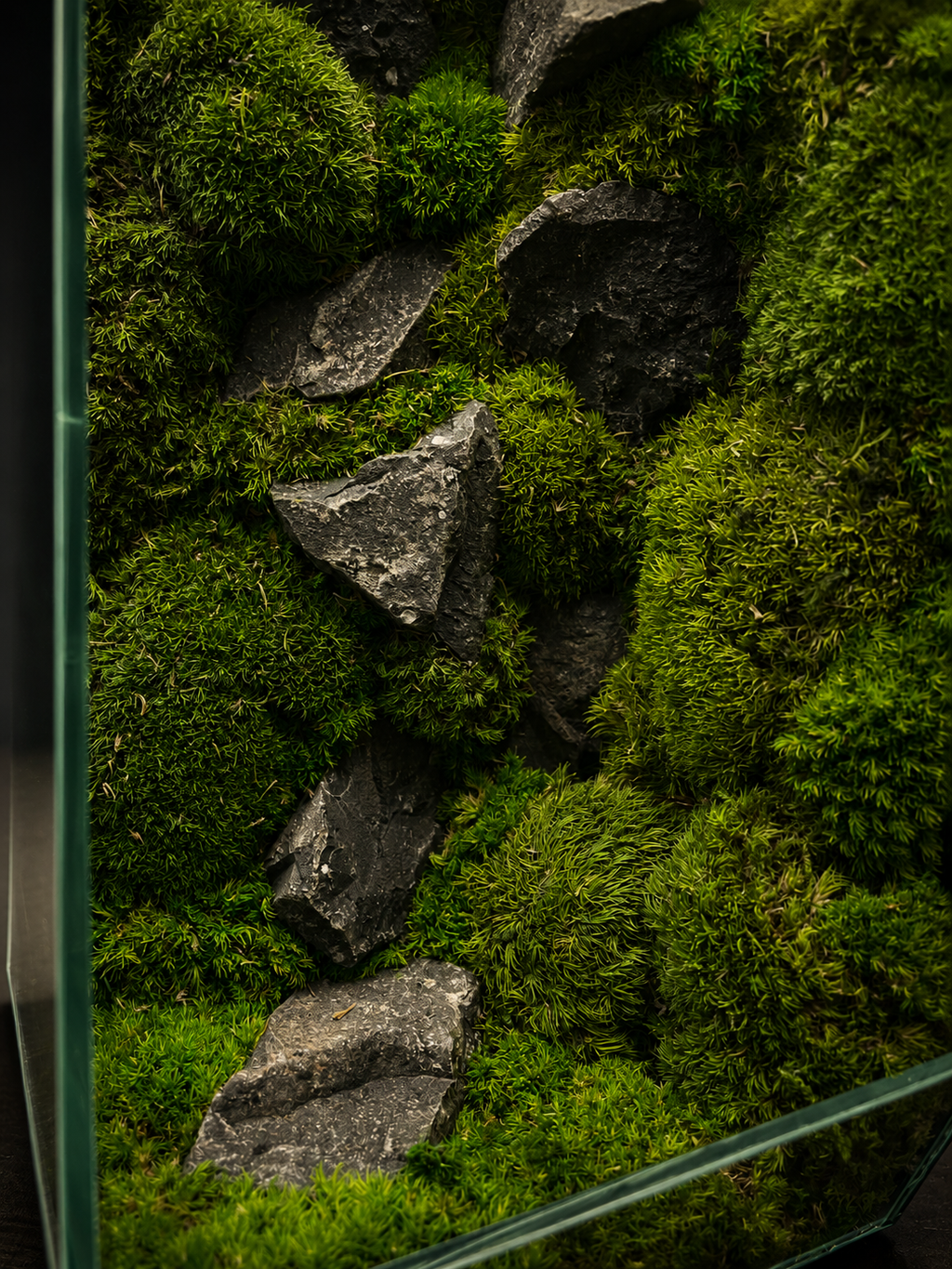 Emerald Forest Dome